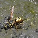 photo of Cross Potter Wasp (Eumenes crucifera)