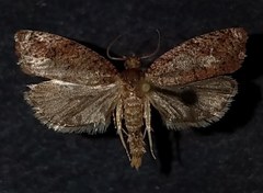Phaecasiophora inspersa