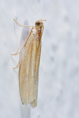 Oncocera semirubella