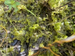 Sphagnum trinitense