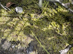 Sphagnum trinitense