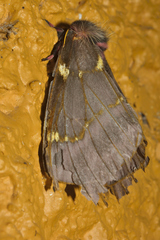 Paradirphia fumosa