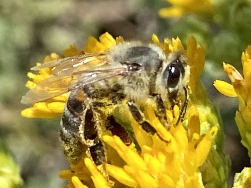 iNaturalist observation photo of Western Honey Bee