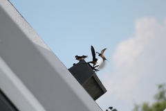 Hirundo rustica