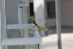 Hirundo rustica