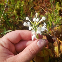 Platanthera blephariglottis blephariglottis