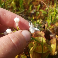 Platanthera blephariglottis blephariglottis