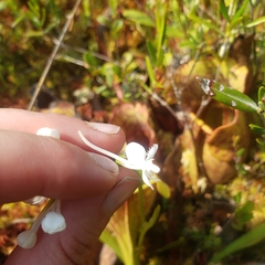 Platanthera blephariglottis blephariglottis