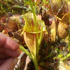 Platanthera blephariglottis blephariglottis