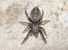 Terralonus mylothrus