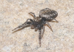Terralonus mylothrus