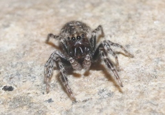 Terralonus mylothrus