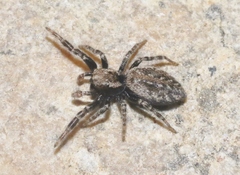 Terralonus mylothrus