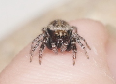 Terralonus mylothrus