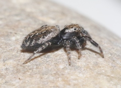 Terralonus mylothrus