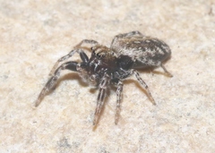 Terralonus mylothrus