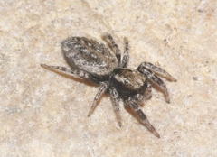Terralonus mylothrus