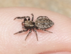 Terralonus mylothrus