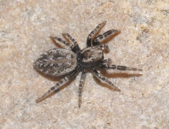 Terralonus mylothrus