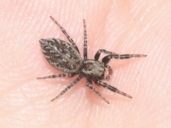 Terralonus mylothrus