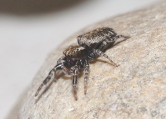 Terralonus mylothrus