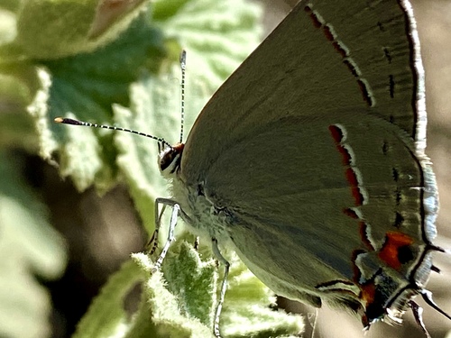 iNaturalist observation photo of Gray Hairstreak