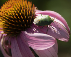 Chlorochroa uhleri