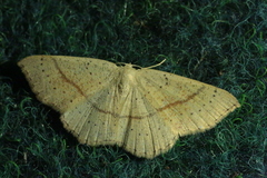Cyclophora punctaria