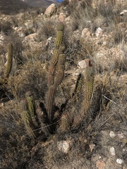 Oreocereus leucotrichus
