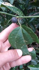 Passiflora auriculata