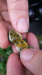 Passiflora auriculata