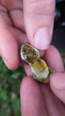 Passiflora auriculata