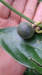 Passiflora auriculata