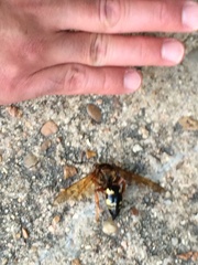 Sphecius
