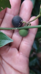 Passiflora auriculata