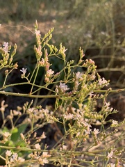 Limonium cossonianum