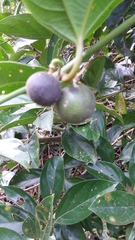 Passiflora auriculata