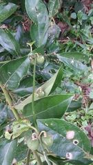 Passiflora auriculata