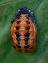 Coccinella septempunctata
