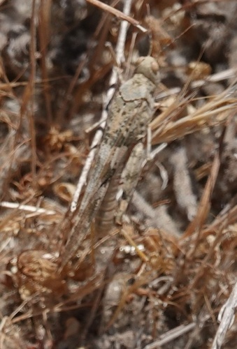 photo of Pallid-winged Grasshopper (Trimerotropis pallidipennis)