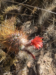Oreocereus leucotrichus