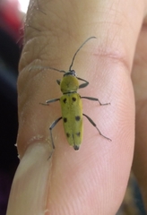 Chlorophorus glabromaculatus