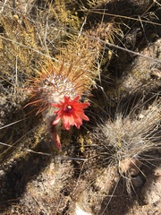 Oreocereus leucotrichus