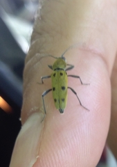 Chlorophorus glabromaculatus