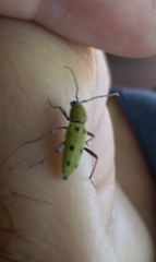 Chlorophorus glabromaculatus