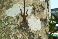 Anolis cristatellus image