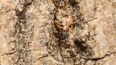 Pseudotephritis