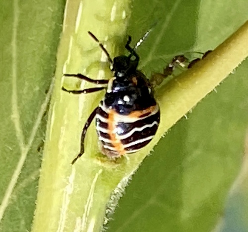 iNaturalist observation photo of Harlequin Bug