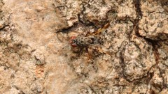 Pseudotephritis