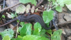 Cynops ensicauda ensicauda